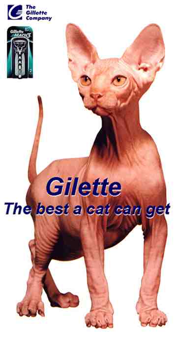 One cool cat !